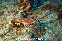 big lobster,nikon d2x 12-24mm by Puddu Massimo 